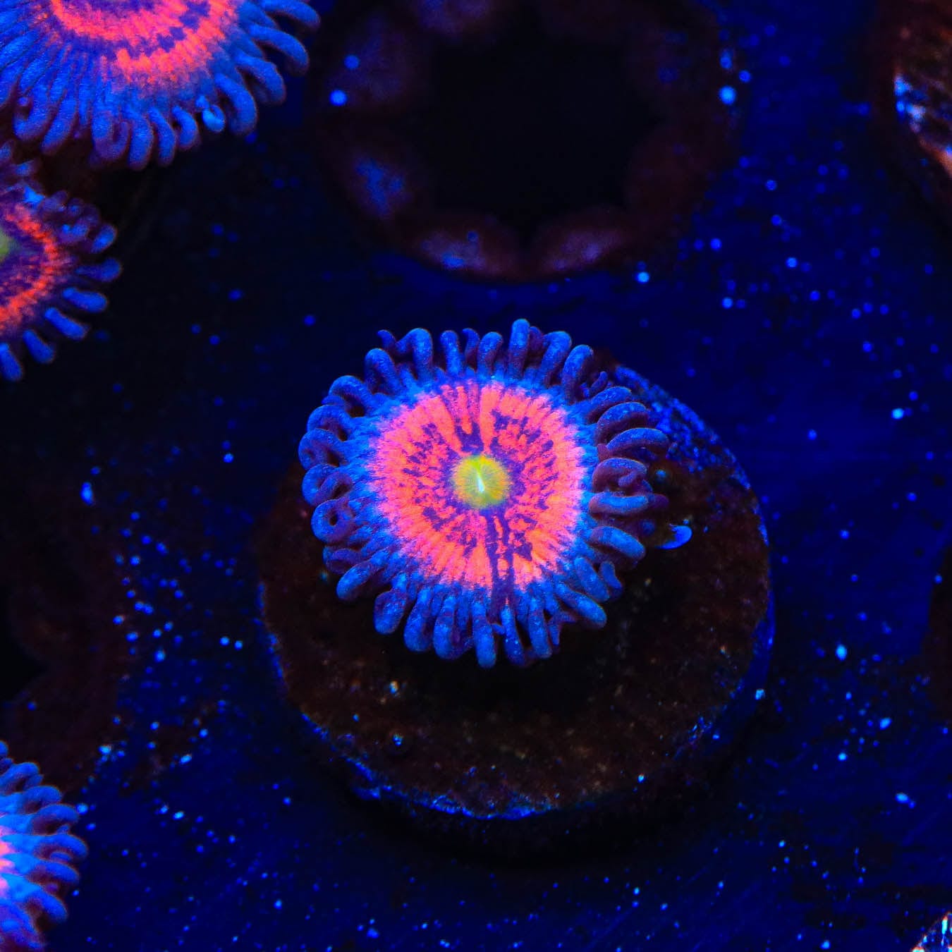 Everlasting Gobstopper Zoanthids Coral - Vibrant Saltwater Aquarium Coral for Reef Tanks & Marine Displays
