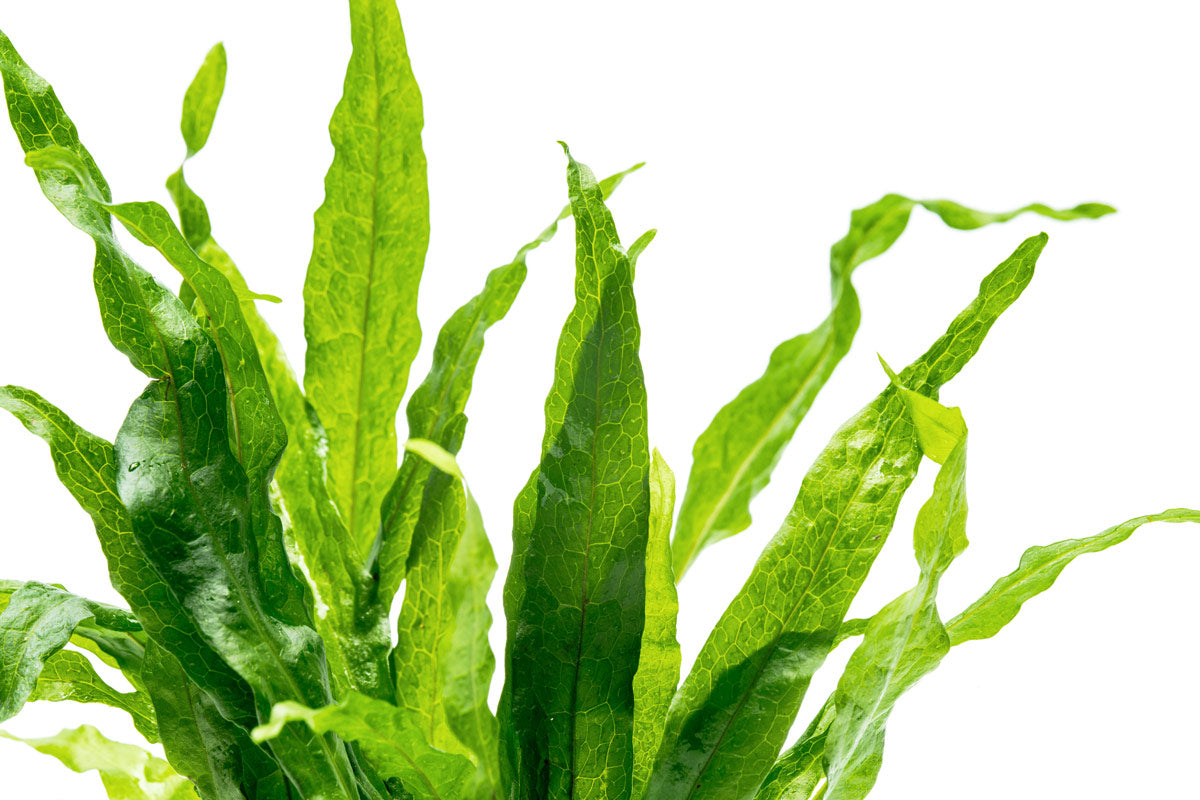 Java Fern Soft Leaf - Live Aquarium Plant for Fish Tanks, Freshwater Aquascaping & Low Light Aquariums - Perfect for Beginners & Shrimp Tanks