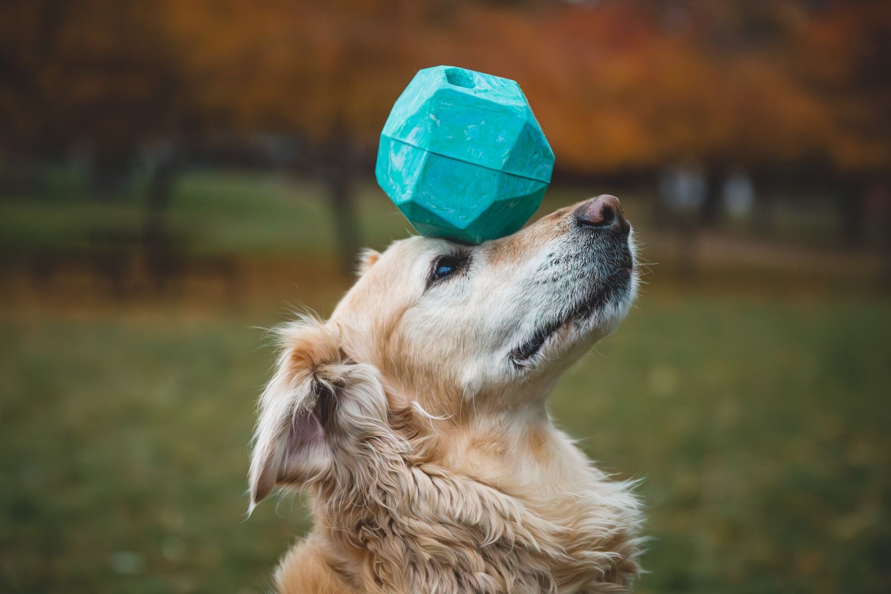 Ruffwear® Gnawt a Rock® Glacial Blue Dog Food and Treat Dispenser - Perfect for Outdoor Adventures, Hiking, and Training Sessions