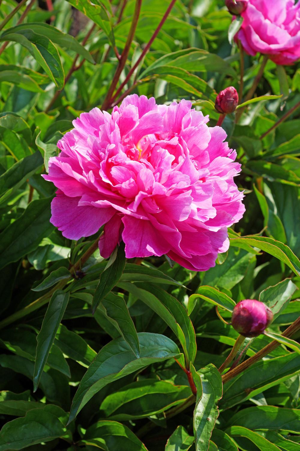 Bunker Hill Peony Tubers - Herbaceous Mid Season Blooming Flowers for Garden Planting (8.07 per Tuber) | Perfect for Landscaping, Wedding Bouquets & Cut Flower Arrangements