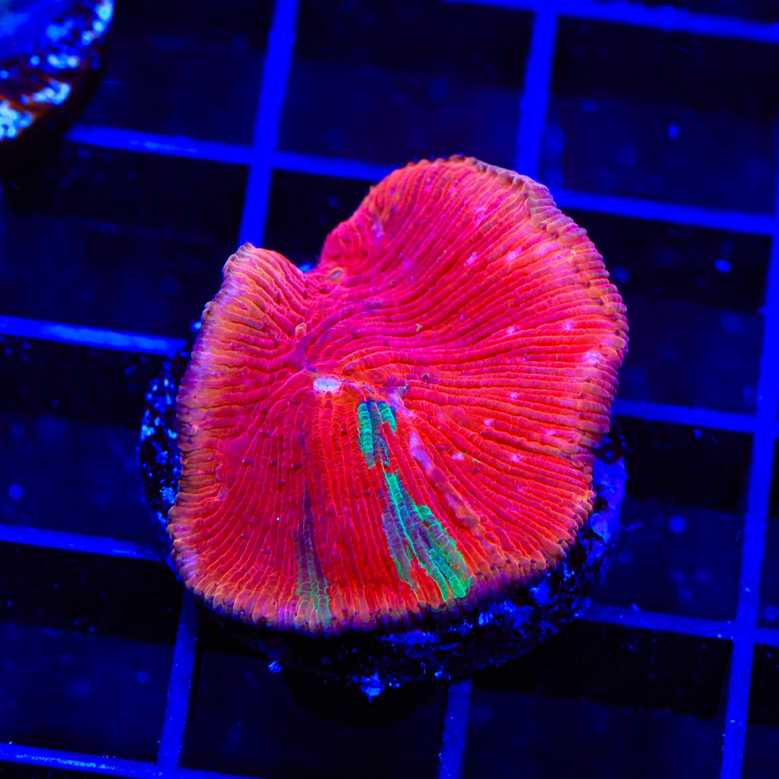 Diablo Diaseris Plate Coral for Saltwater Aquariums - Vibrant Coral for Reef Tanks & Marine Displays