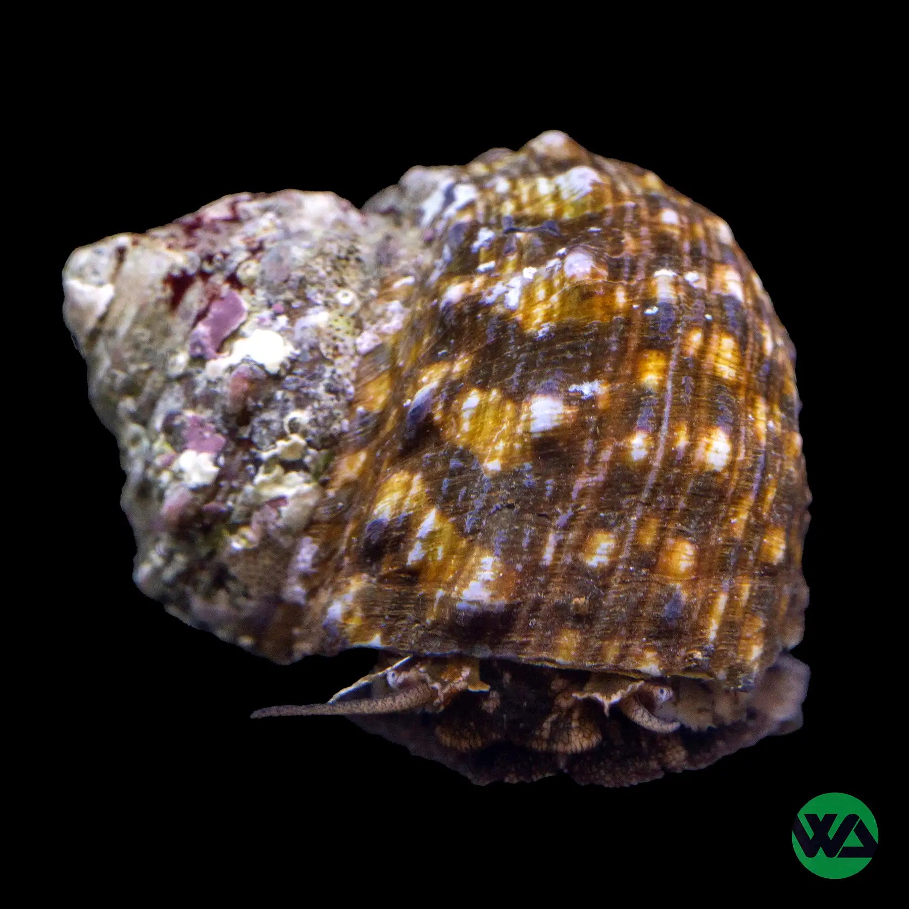 Mexican Turbo Snails (Turbo fluctuosus) - Natural Algae Eaters for Saltwater Aquariums | Perfect for Reef Tanks & Marine Ecosystems