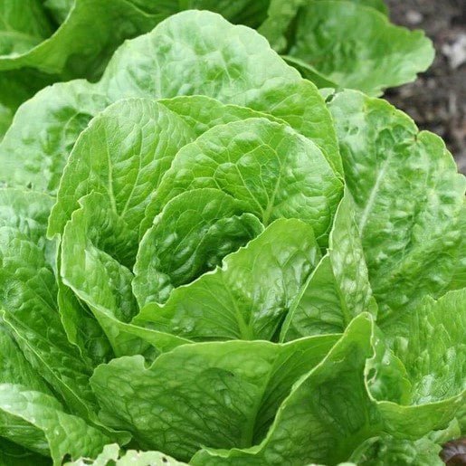 Organic Lettuce Seeds - Non-GMO, Heirloom Variety for Home Gardening - Perfect for Salads, Sandwiches, and Healthy Eating