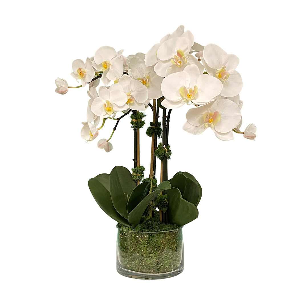 Premium Pacifico Phalaenopsis Orchids in Moss - Elegant Live Indoor Plants for Home Decor, Office, and Wedding Centerpieces