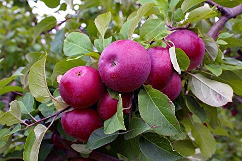 Pixies Gardens 3 Gallon Red Delicious Apple Tree - Live Fruit Plant for Home Gardening, Grows 10-15 Feet Tall - Perfect for Backyard Orchards, Fresh Fruit Harvest & Landscaping