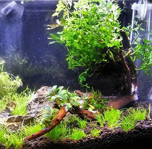 Mini Bolbitis Clump (Bolbitis Heteroclita Difformis) - Live Aquarium Plant for Java Fern - Perfect for Fish Tanks, Aquascaping & Natural Aquatic Decor