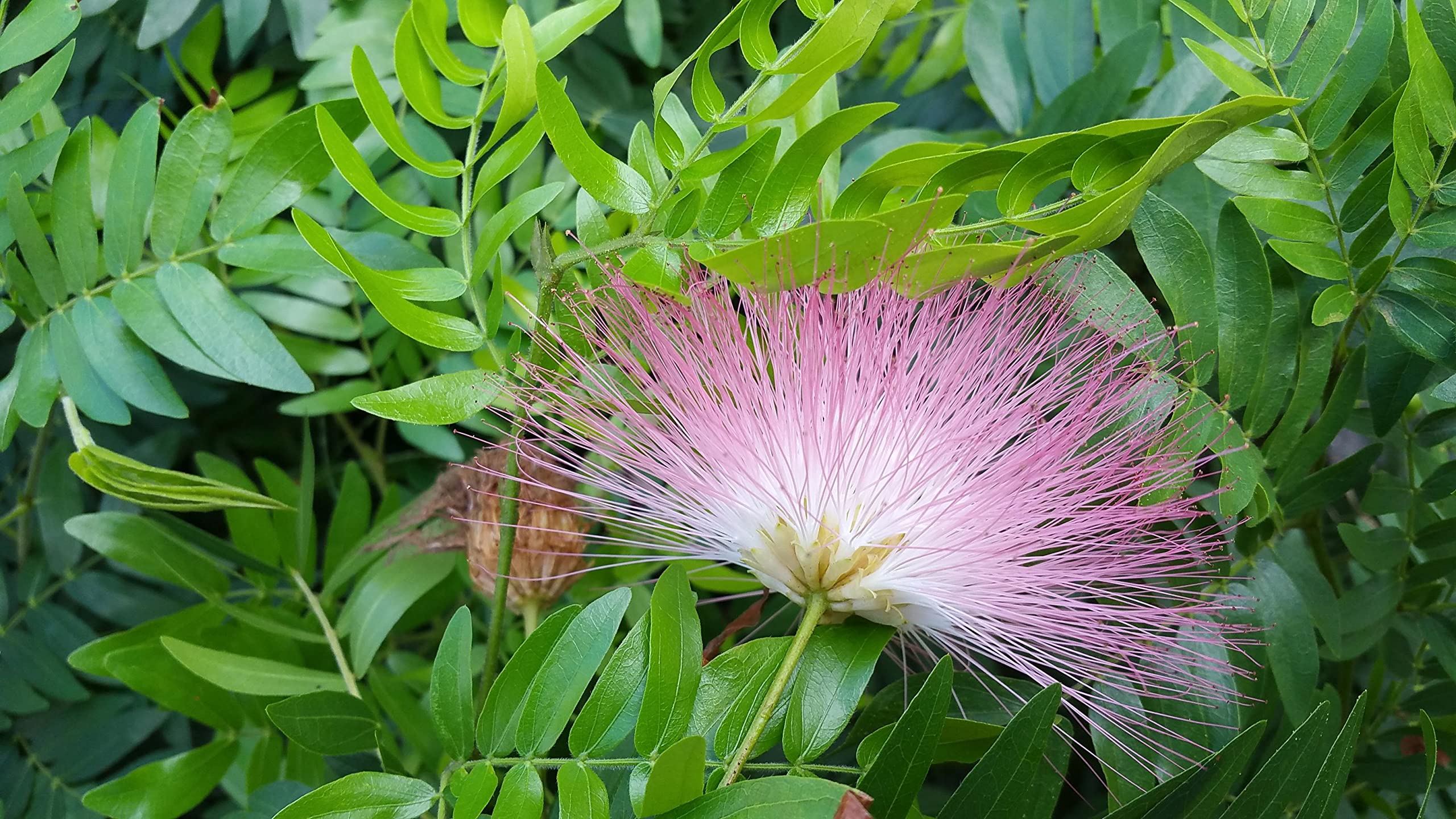 Pink Powder Puff Tree Live Plant (Calliandra Surinamensis) - 4 Inch Pot Bonsai Starter with Unique Rose Cascade Flowers | Indoor/Outdoor Decoration, Gift Idea & Tropical Garden Accent