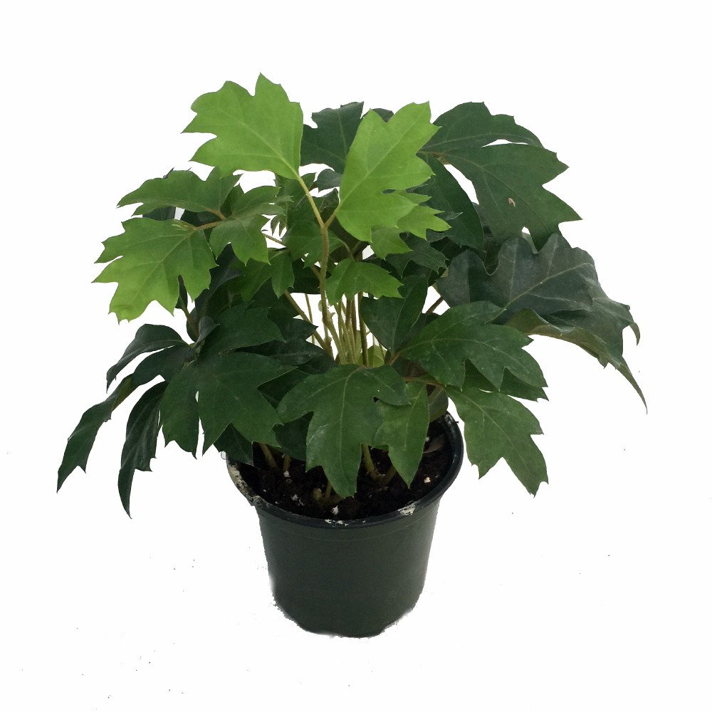Oak Leaf Grape Ivy Plant (Cissus Rhombifolia) - Live Houseplant in 4 Inch Pot - Perfect for Indoor Home Decor, Office Plants & Hanging Baskets
