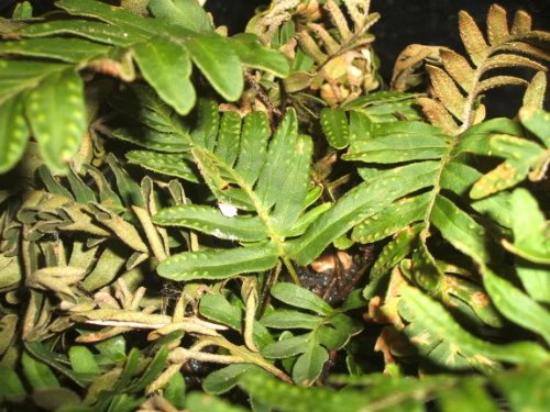 Resurrection Plant Live - Rose of Jericho (Selaginella lepidophylla) | Dinosaur Fern, Miracle Air Plant | Prehistoric Survival Plant for Home Decor, Terrariums & Spiritual Rituals