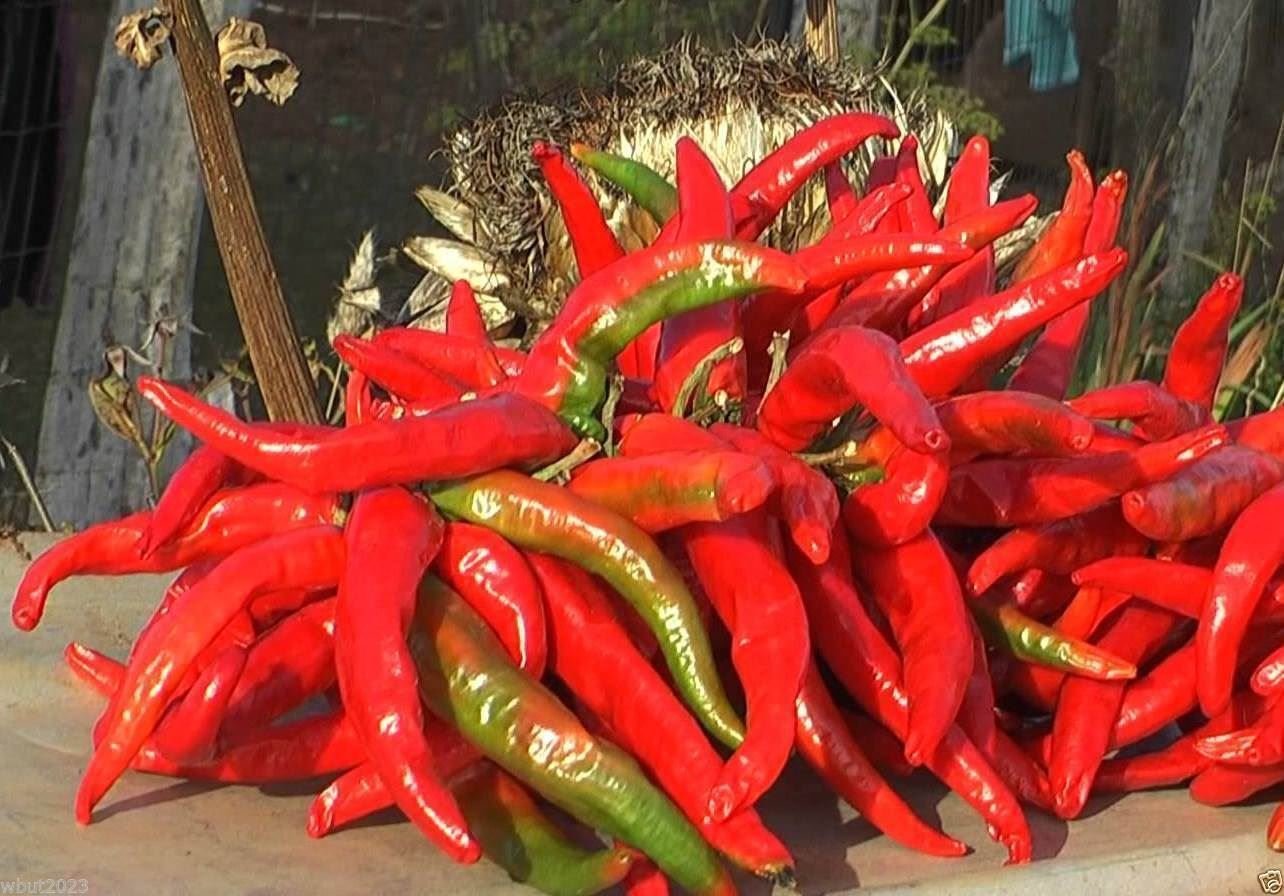 Aji Cacho de Cabra Chili Pepper Seeds (10 Count) - Grow Your Own Authentic Merkén Spice Blend at Home | Perfect for Chilean Cuisine, Hot Sauce Making & Home Gardening