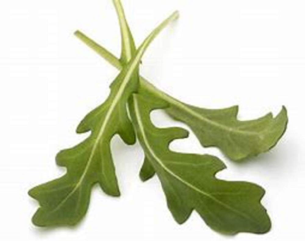 Organic Arugula Roquette Greens Heirloom Seeds - 500 Count - Crisp, Nutty Flavor for Salads, Pizzas, and Gourmet Dishes