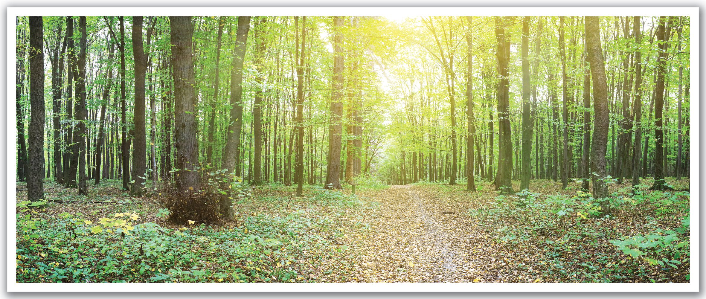 JP London PAN5010 uStrip Forest Sunrise Autumn Leaves High Resolution Peel & Stick Removable Wallpaper - 48