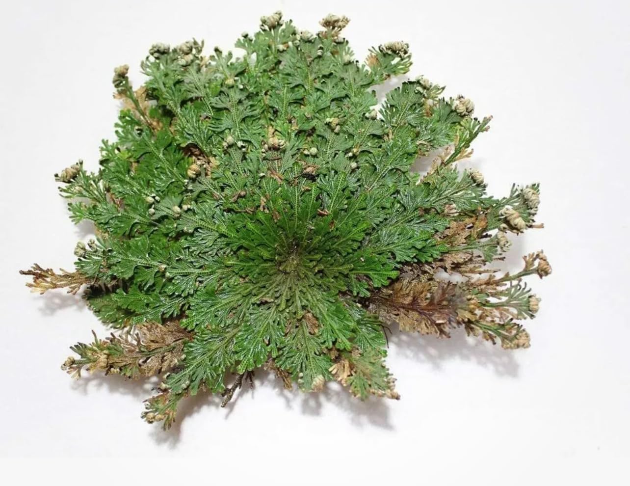 Rose of Jericho - Resurrection Plant (Selaginella Lepidophylla) - Pack of 1 Dried Miracle Flower - Perfect for Home Decor, Spiritual Rituals & Unique Gifts