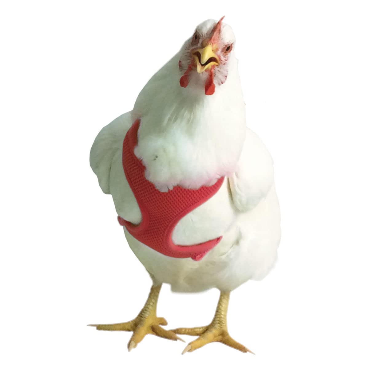 Red Chicken Harness for Hens - Adjustable & Comfortable Poultry Safety Gear for Backyard Chickens, Farm Use & Pet Training