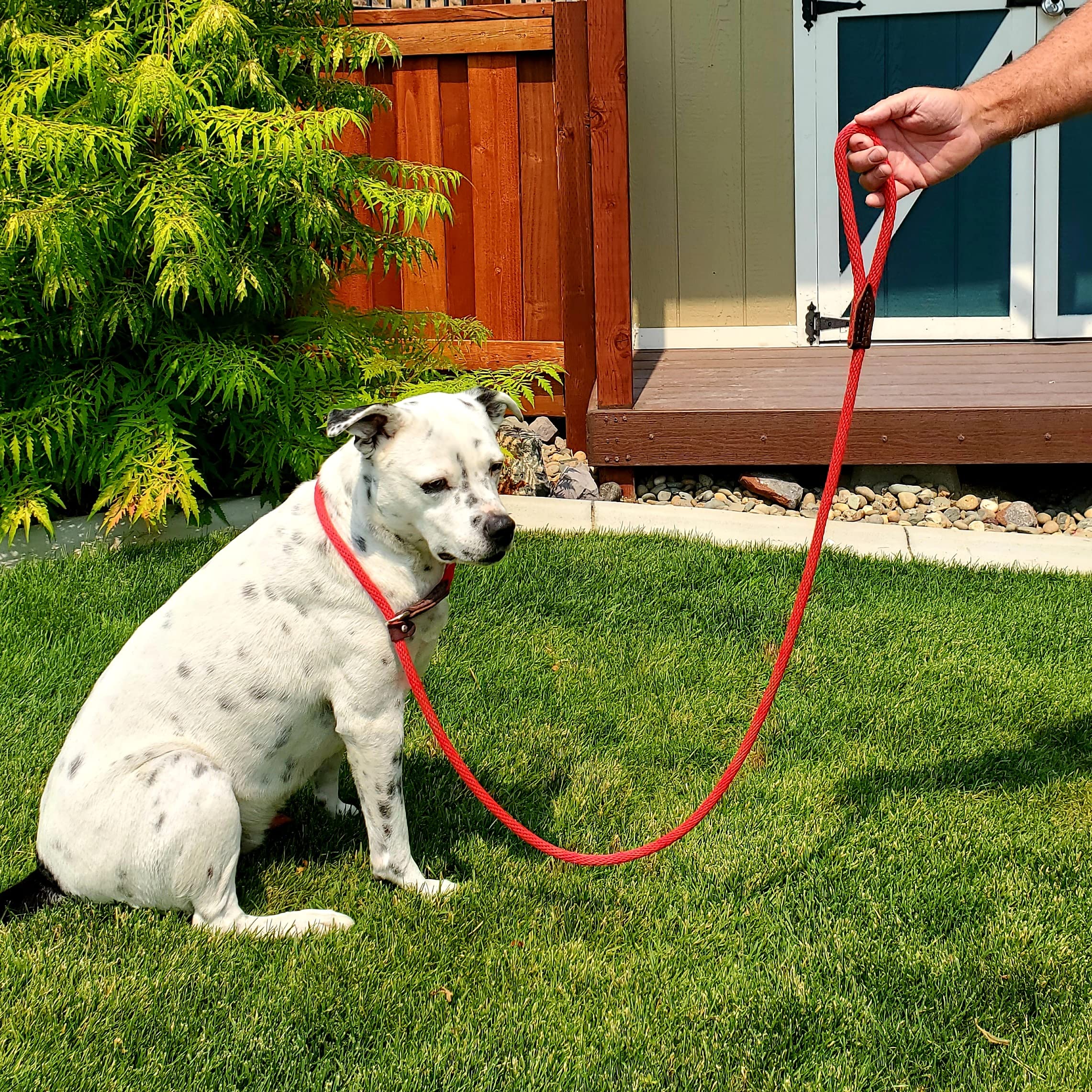 Best Pet Emergency Kit for Large Dogs - First Aid Supplies for Dog Safety & Outdoor Adventures