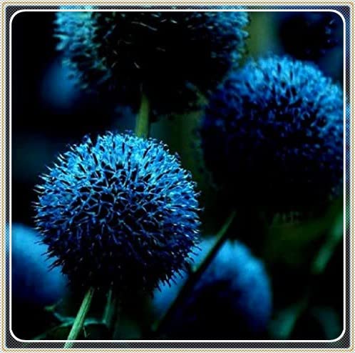 5-Pack Allium Flower Bulbs - Perennial Garden Plant Bulbs for Year-Round Blooms, Hardy & Easy to Grow (Assorted Colors) - Perfect for Outdoor Gardens, Landscaping & Container Planting