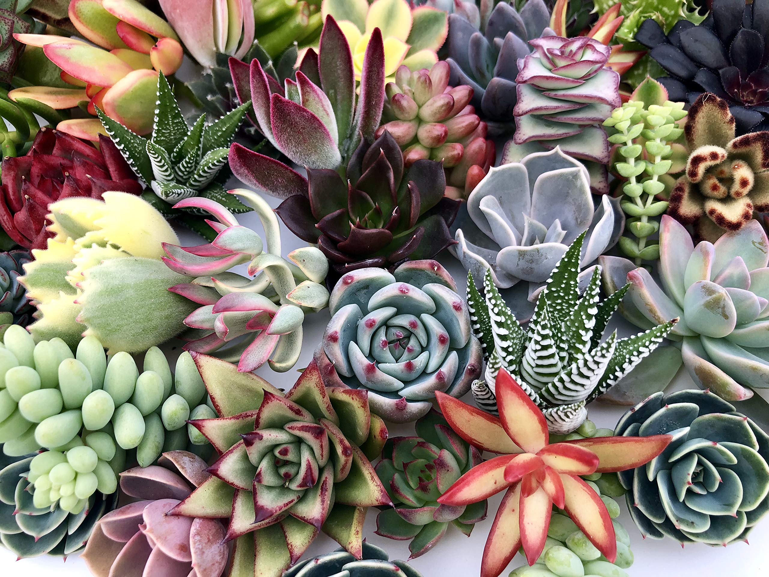 10 Assorted Live Succulent Cuttings - Unique Varieties for Terrariums, Mini Gardens & Starter Plants | Perfect for Home Decor, Office Desk & DIY Gifts