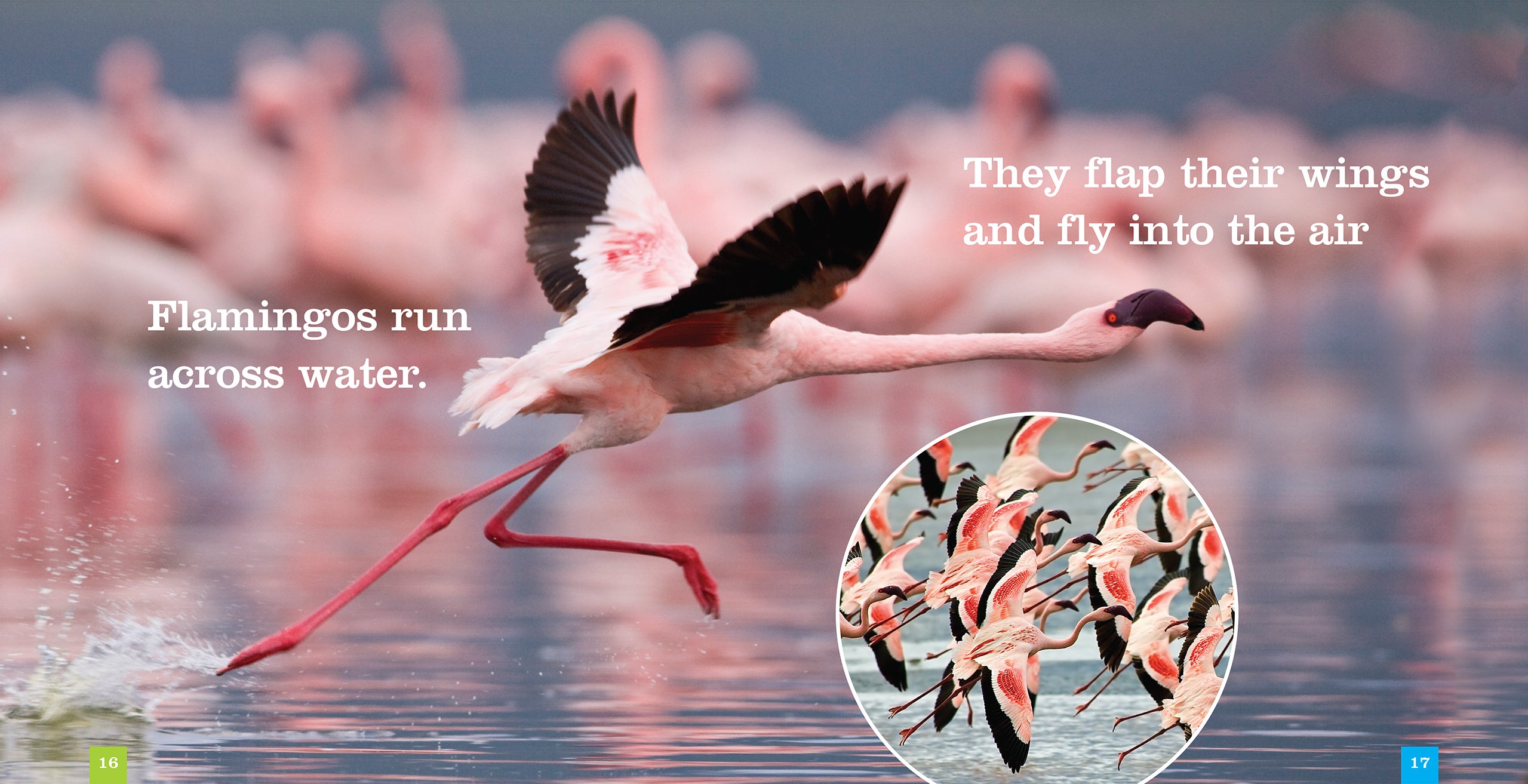 Flamingos Book - ISBN 9781608188673 - Perfect for Bird Lovers & Nature Enthusiasts