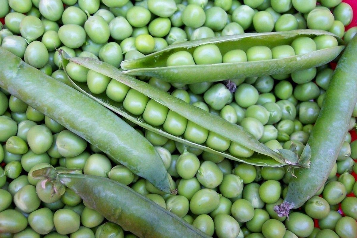 Willet's Wonder English Pea Seeds - Prolific & Sweet Green Peas for Home Garden (100 Seeds) - Perfect for Salads, Soups and Healthy Snacking