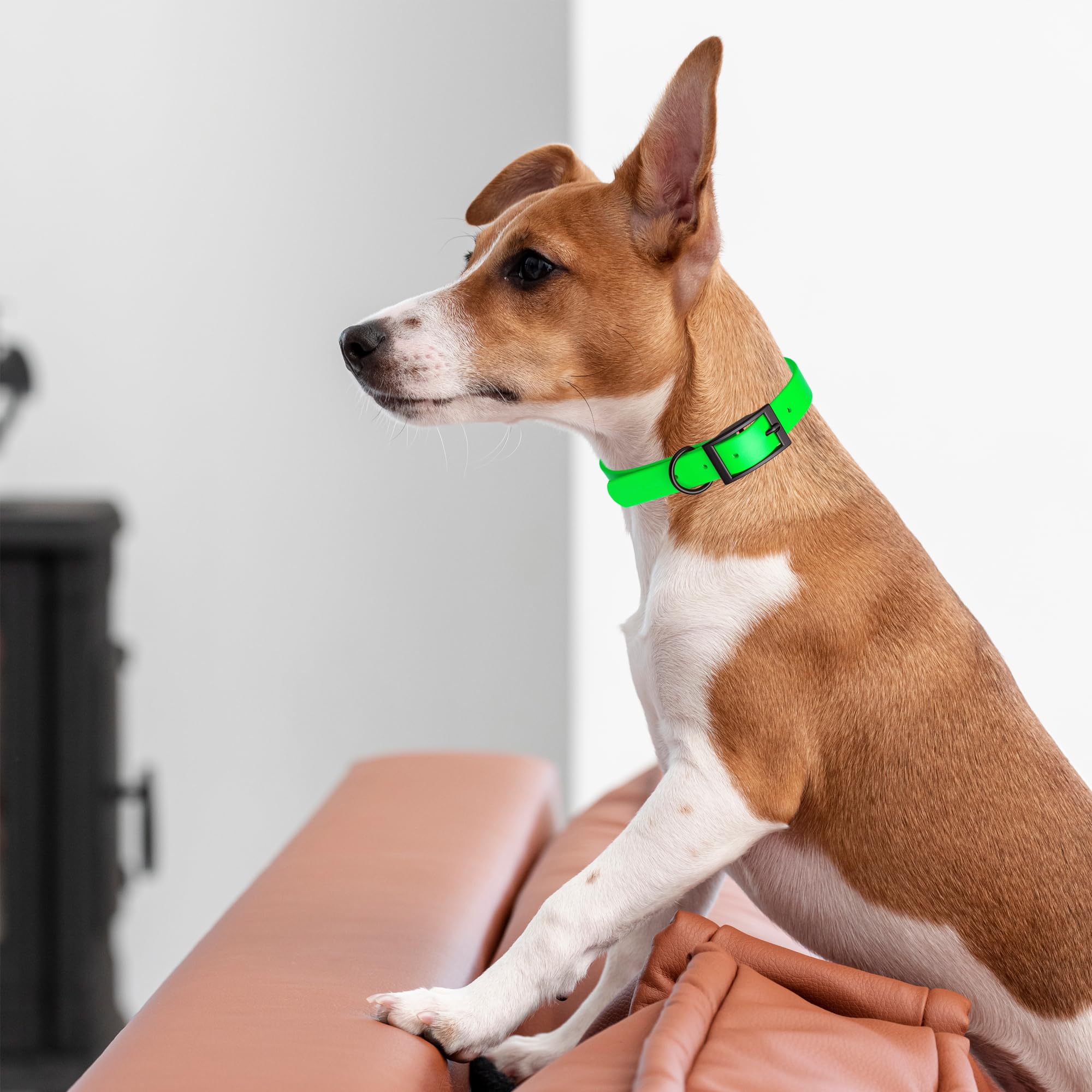 Premium Waterproof Biothane Dog Collar - Strong Coated Nylon Webbing with Black Hardware | Odor-Proof, Easy to Clean & Durable | Fits Small, Medium & Large Dogs | Tropical Green | Perfect for Outdoor Adventures, Swimming & Daily Walks