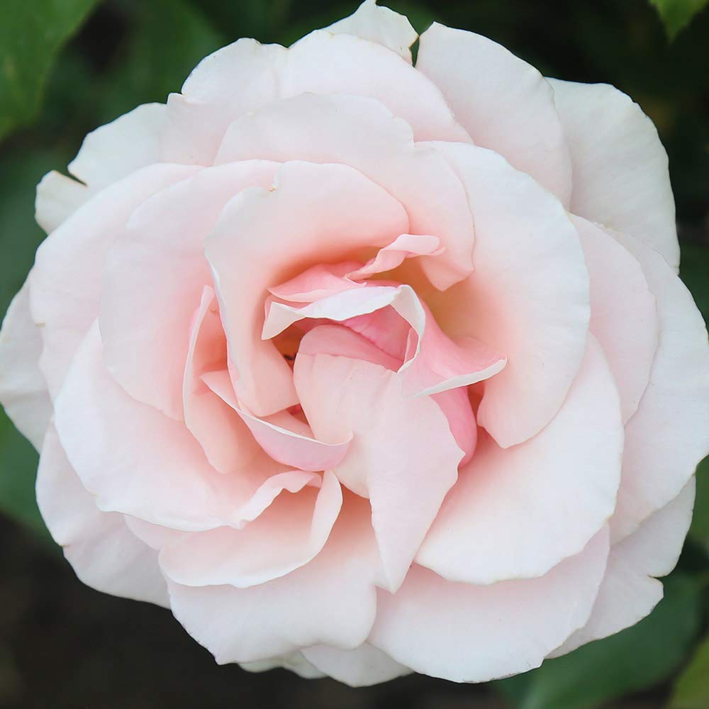 Heirloom Roses Mother of Pearl® Pink Grandiflora Rose Bush - Live Outdoor Flowering Plant for Gardens, Landscaping & Wedding Decorations