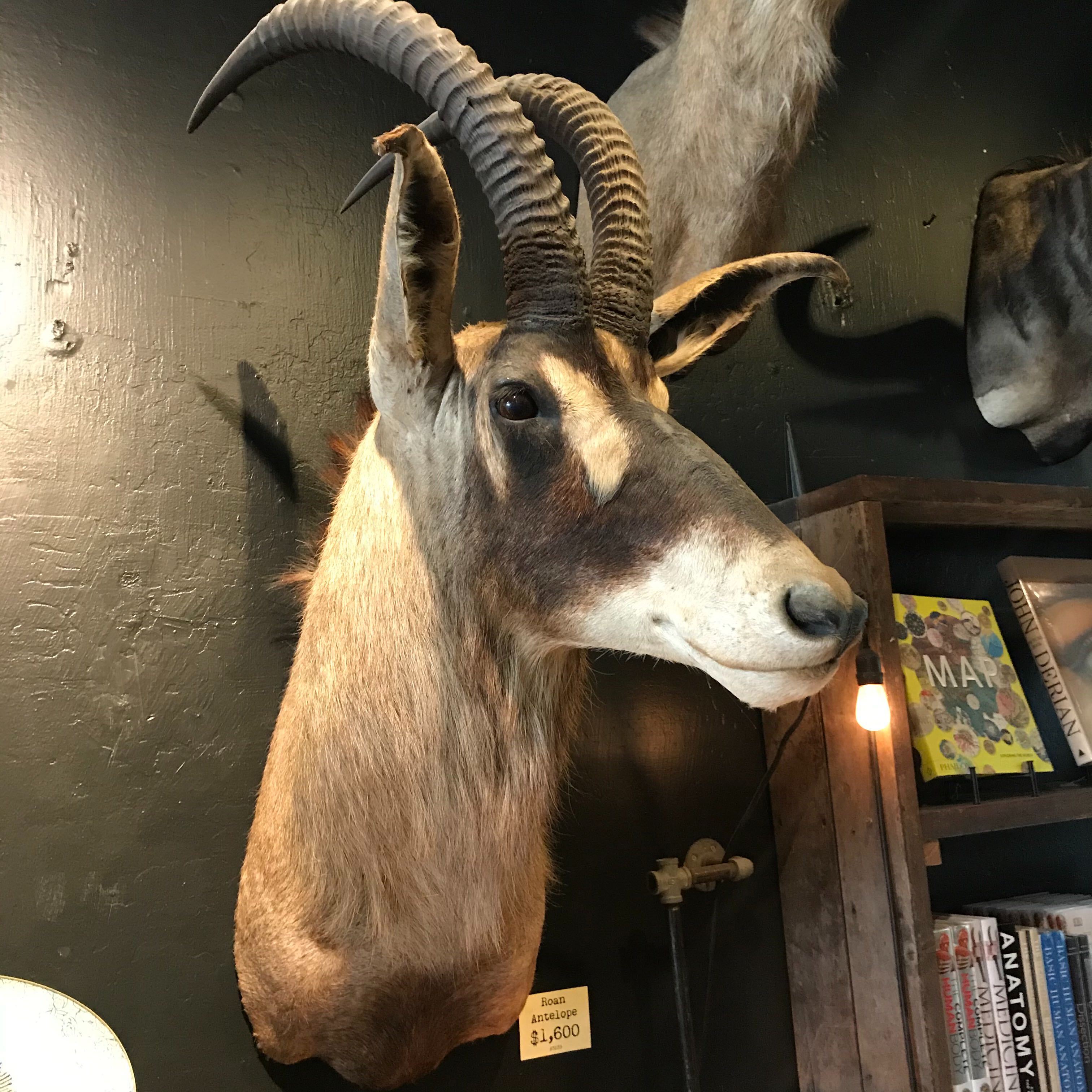 Roan Antelope Taxidermy Mount - Realistic African Wildlife Trophy for Home & Office Decor | Hunting Lodge Display, Man Cave Decor, Safari Theme Interior Design