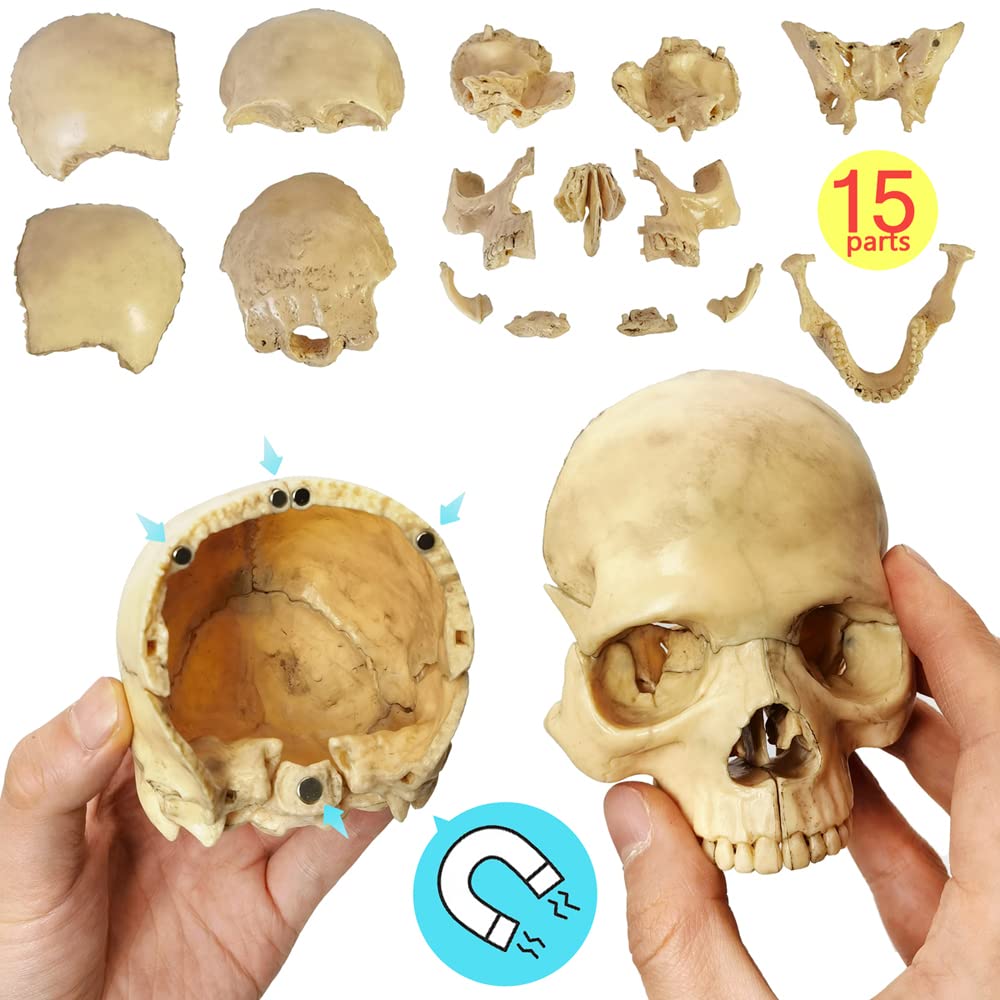 Anatomy Exploded Skull Model - Human Medical Skull for Dental Clinic Teaching & Medical Education | Perfect for Classroom Demonstrations & Professional Training