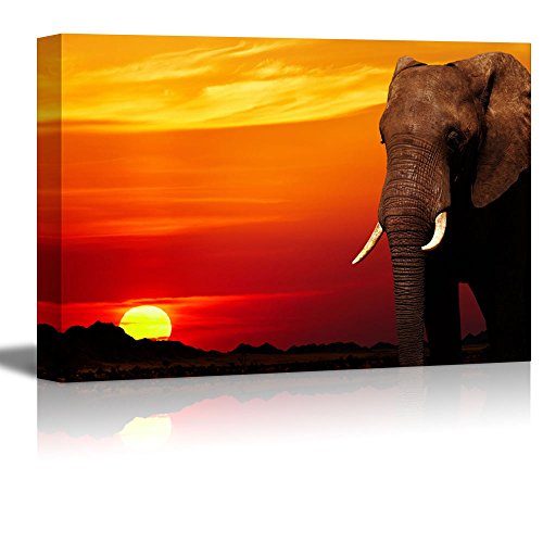 African Elephant