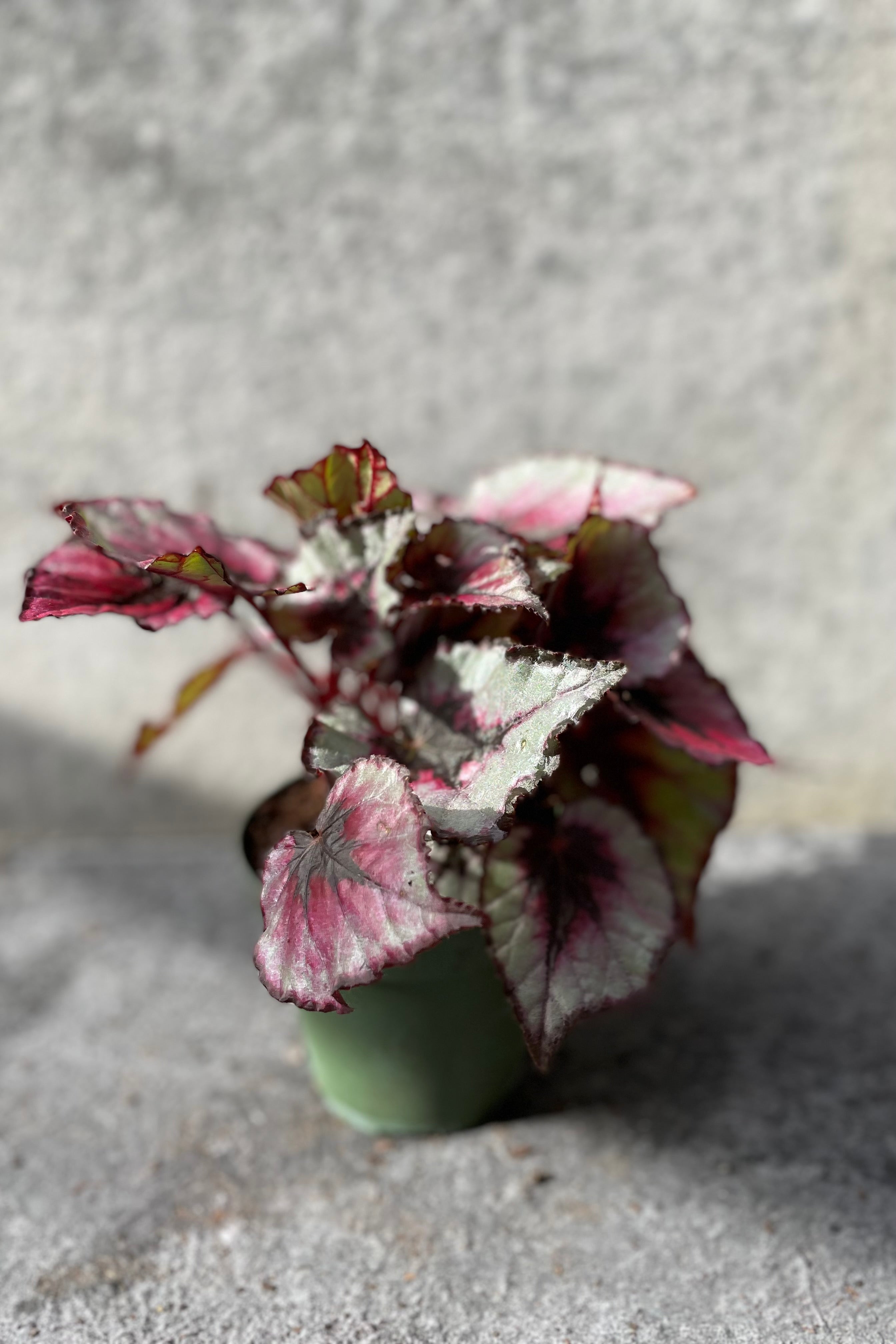 Rex Begonia Cultorum 4 - Stunning Foliage Houseplant for Home & Office Decor | Perfect for Indoor Gardens, Terrariums & Gift Giving