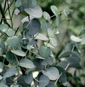 60pcs Eucalyptus Gunnii Cider Gum Silver Dollar Seeds - Fast Growing Aromatic Plant for Home Garden, Landscaping & DIY Crafts