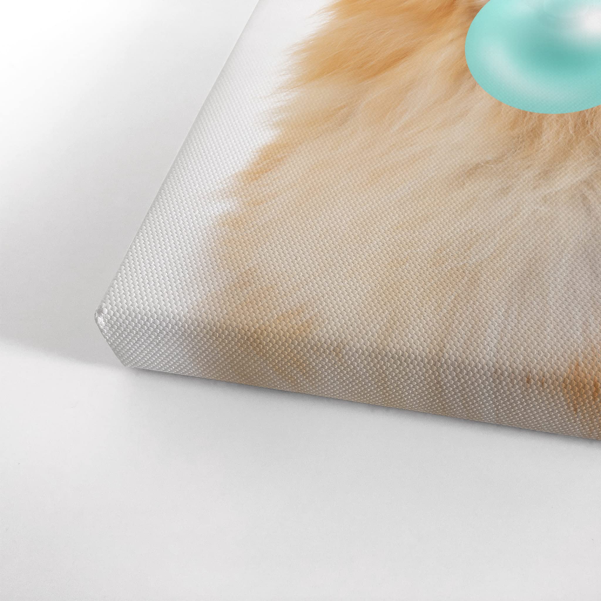 Pomeranian Dog Chewing Bubble Gum Canvas Wall Art Print - 36x24 Inch Pet Lover Gift, Pop Animal Art for Office, Living Room, Bedroom & Nursery Decor | Funny Dog Portrait Home Decoration