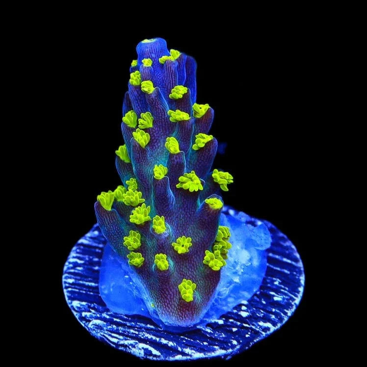 Premium Garf Bonsai Acropora Coral for Saltwater Aquariums - Vibrant Live Coral for Reef Tanks & Marine Aquascaping