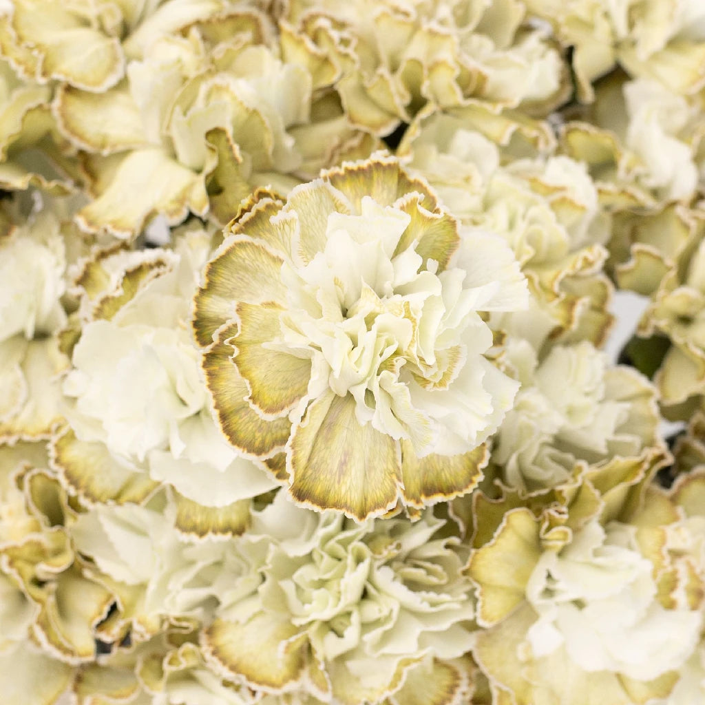 Antique Green Carnation Silk Flowers - Realistic Artificial Floral Decor for Home, Wedding, Party, and Event Centerpieces