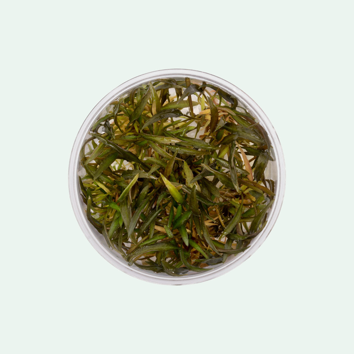 Cryptocoryne Mi Oya Aquatic Plant - Live Freshwater Aquarium Plant for Fish Tanks, Ponds & Aquascaping | Easy Care & Low Light Requirements