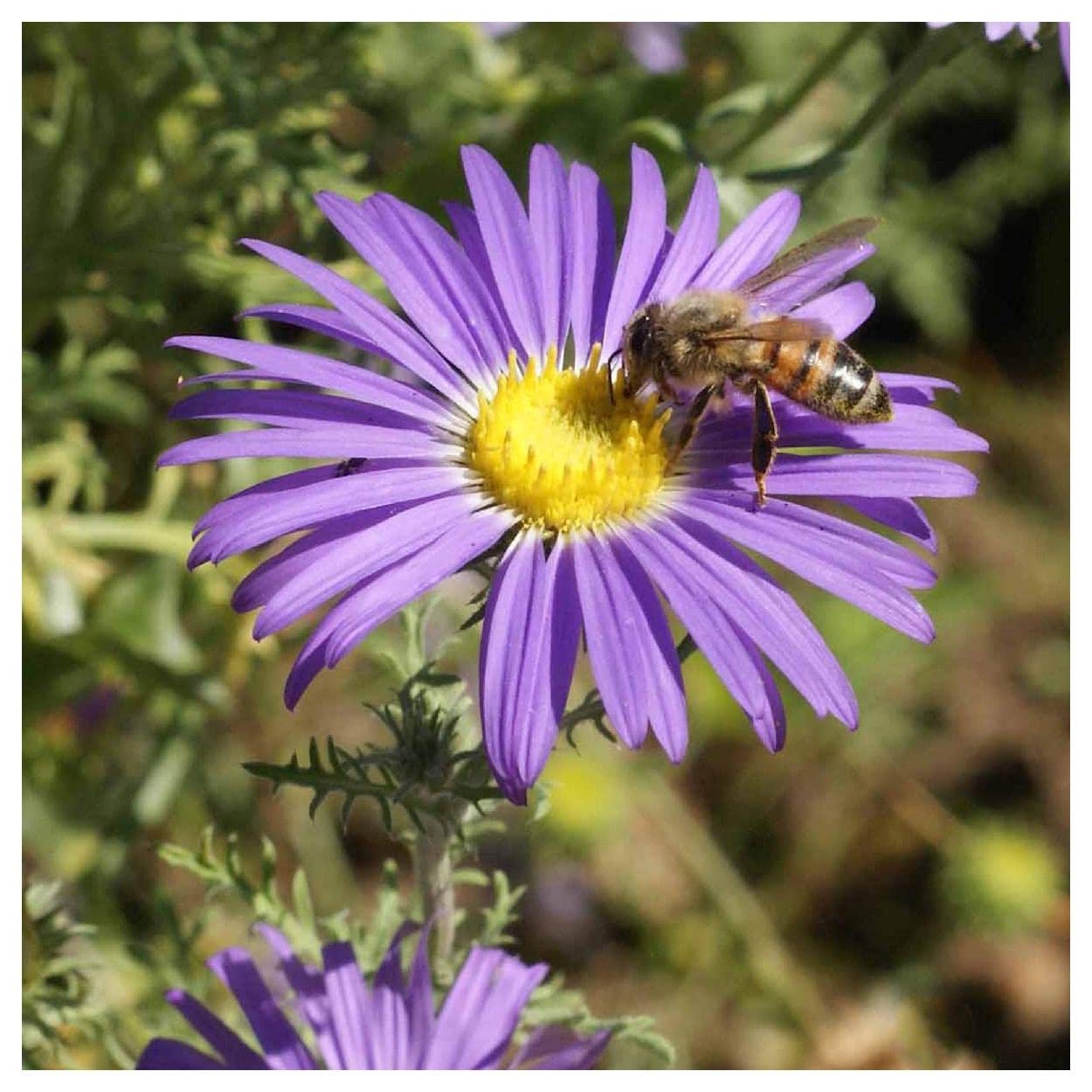 Everwilde Farms 1000 Prairie Aster Native Wildflower Seeds - Gold Vault Jumbo Seed Packet for Garden Planting & Landscaping