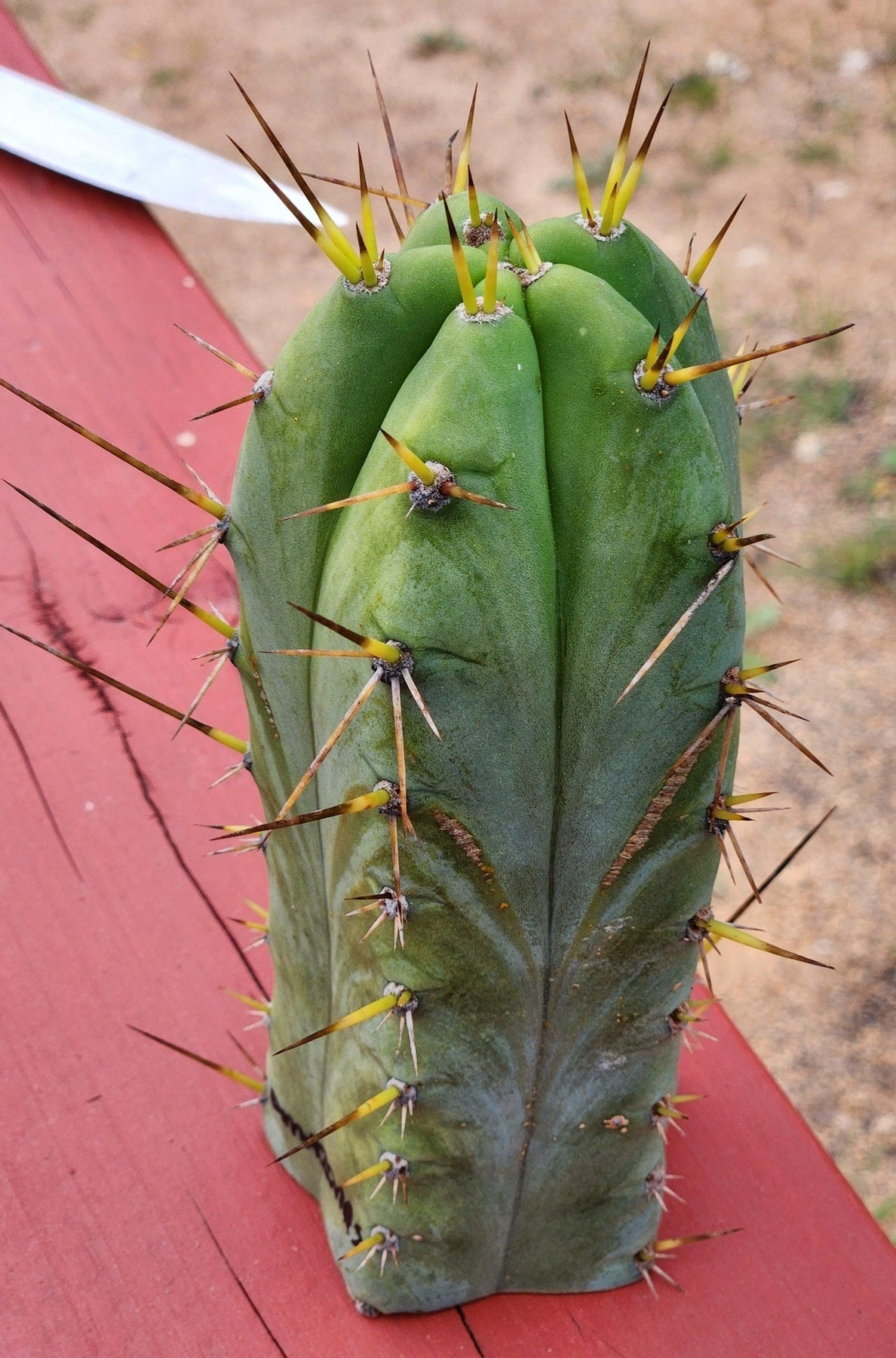 BBG Amazonas Trichocereus Cactus Cutting 7-8 Inch - Rare Succulent Plant for Home Decor, Garden & Desert Landscaping
