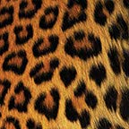 Leopard Skin