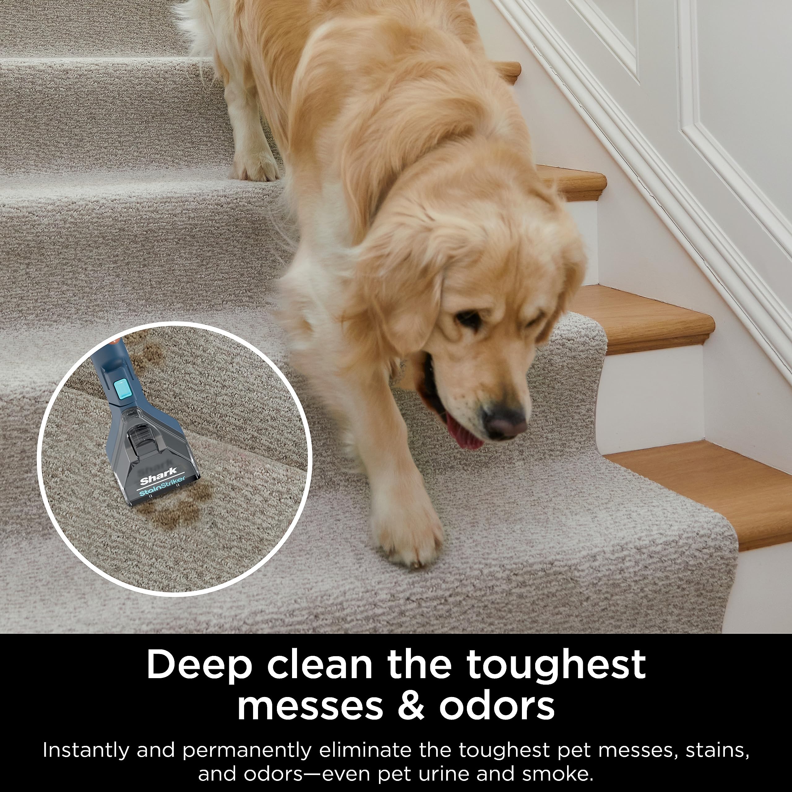 Shark PX200C StainStriker Portable Carpet & Upholstery Cleaner - Powerful Spot & Stain Remover for Carpets, Rugs, Couches - Eliminates Tough Stains & Odors - Navy Blue - Perfect for Homes, Pets & Spills