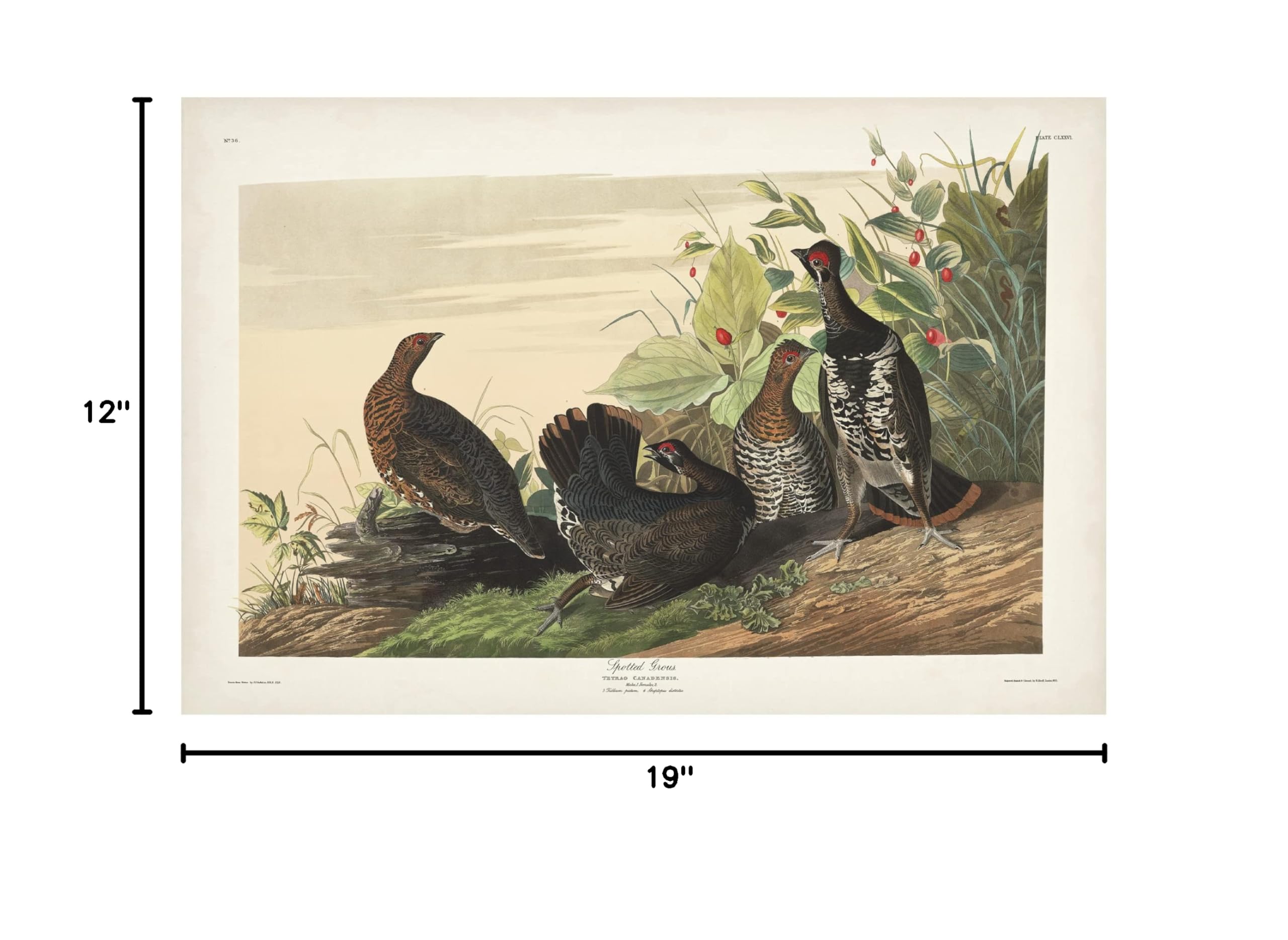 John James Audubon Spotted Grouse Canvas Art Print 12x19 - Premium Wildlife Wall Decor for Living Room, Office & Bedroom