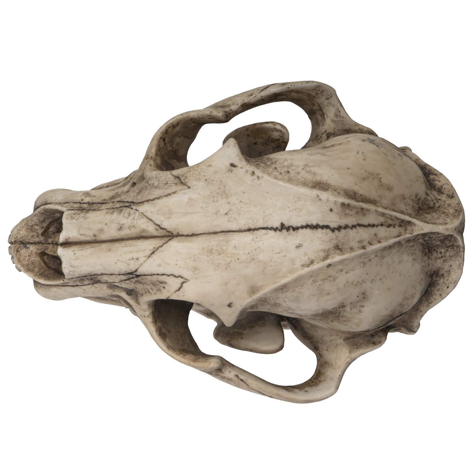 SUMMIT COLLECTION Polystone Resin Black Bear Skull Replica with Stand & Name Plaque - 10.75 Inch Home Decor Sculpture for Cabin, Hunting Lodge & Gothic Interior Design
