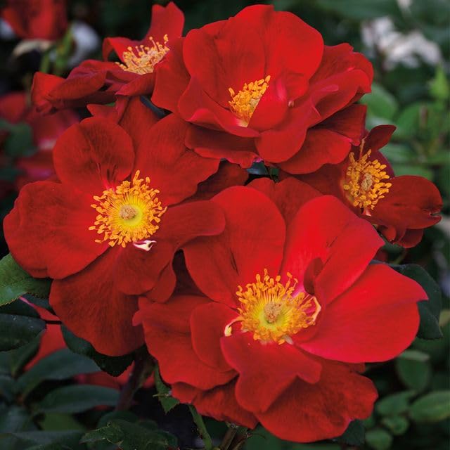 Heirloom Roses Top Gun Red Rose Bush - Live Outdoor Rose Plant for Gardens, Landscaping & Home Decor | Perfect for Planting in Flower Beds, Borders & Containers