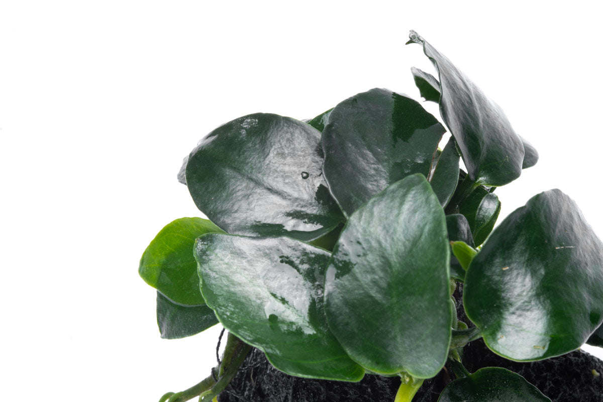 Anubias Barteri Petite Round Lava Stone - Live Aquarium Plant for Fish Tank Decor | Perfect for Nano Tanks, Aquascaping & Low Light Aquariums