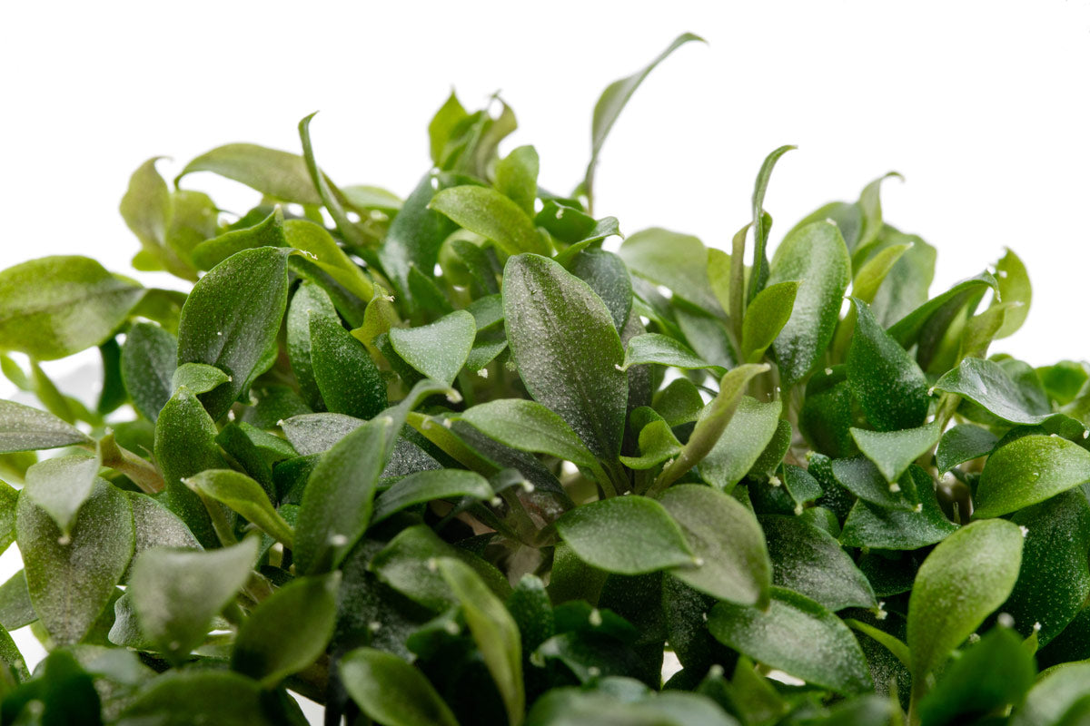 Bucephalandra Sanggau Mini Wavy Live Aquarium Plant - Rare Aquatic Plant for Fish Tanks, Aquascaping & Nano Tanks | Perfect for Low-Tech & High-Tech Aquariums