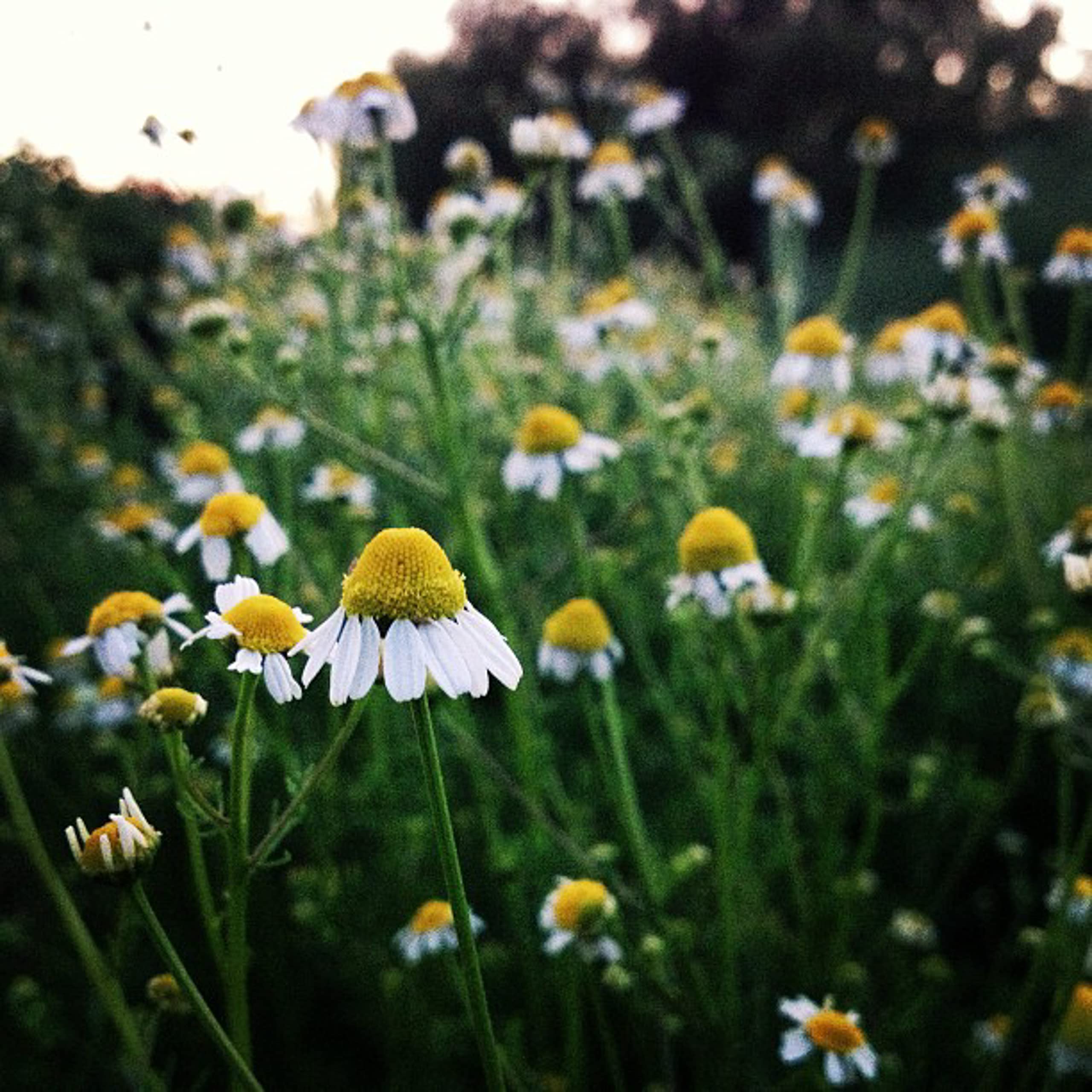 Organic Roman Chamomile Seeds - 1000 Heirloom Non-GMO Flower Seeds for Planting | Gardening Supplies for Herb Garden, Wildflower Meadow & Outdoor Planting | Perfect for Tea Making, Aromatherapy & Natural Remedies - Grown in USA