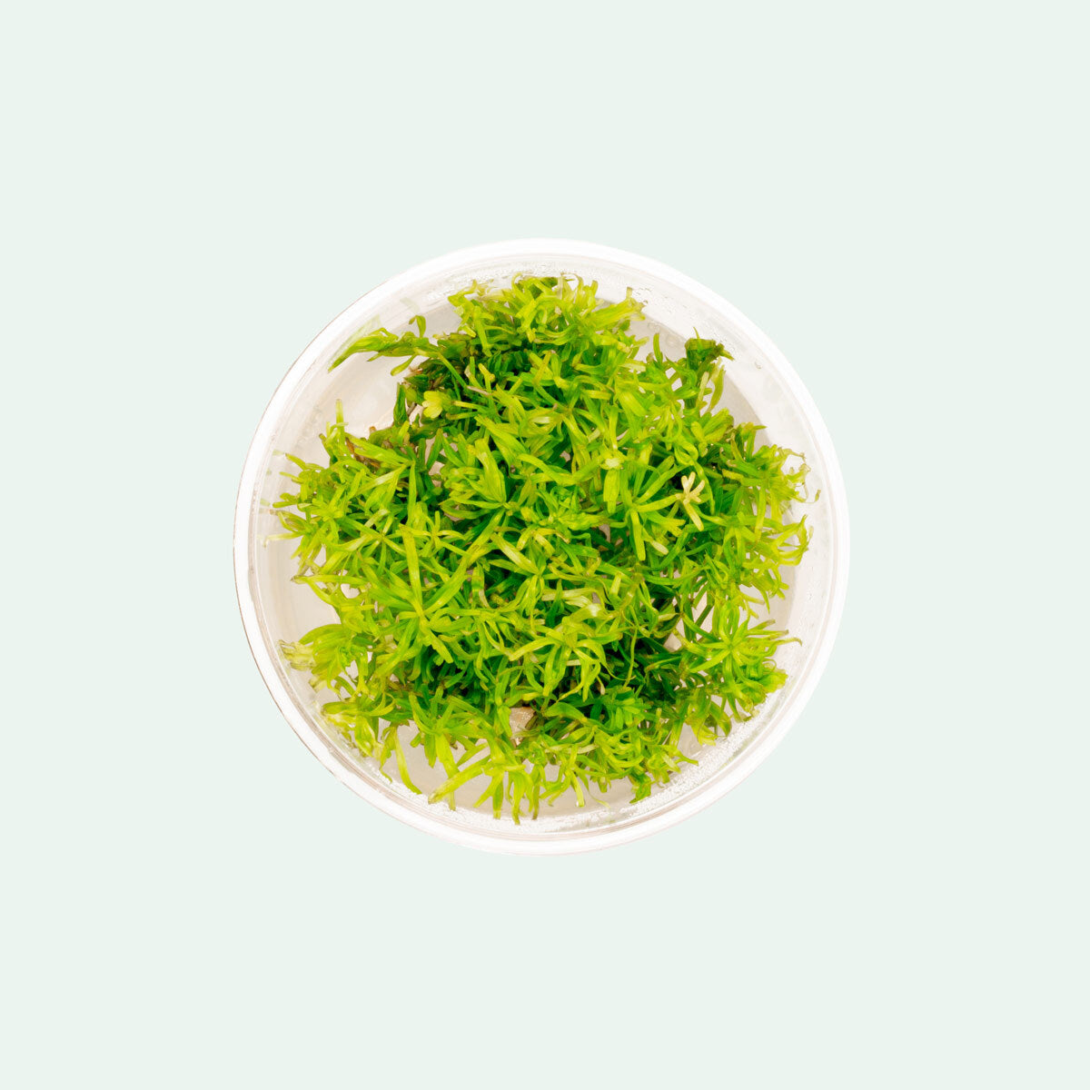 Rotala Nanjenshan Tissue Culture Live Aquarium Plant - Freshwater Aquatic Plants for Fish Tank Decoration | Perfect for Aquascaping, Nano Tanks & Planted Aquariums