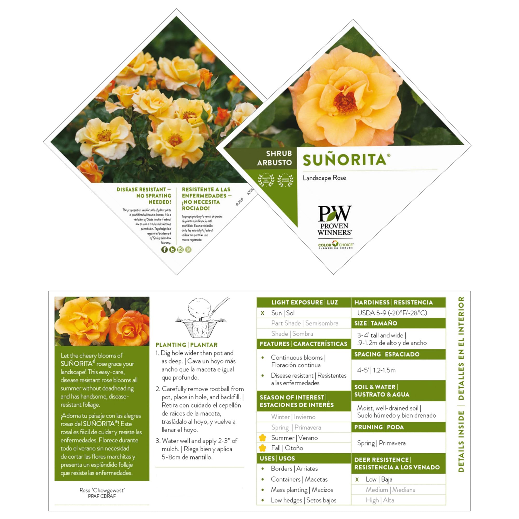 2 Gallon Proven Winners Rose Suñorita Shrub - Beautiful Blooming Shrub for Landscaping, Garden Borders & Outdoor Decor