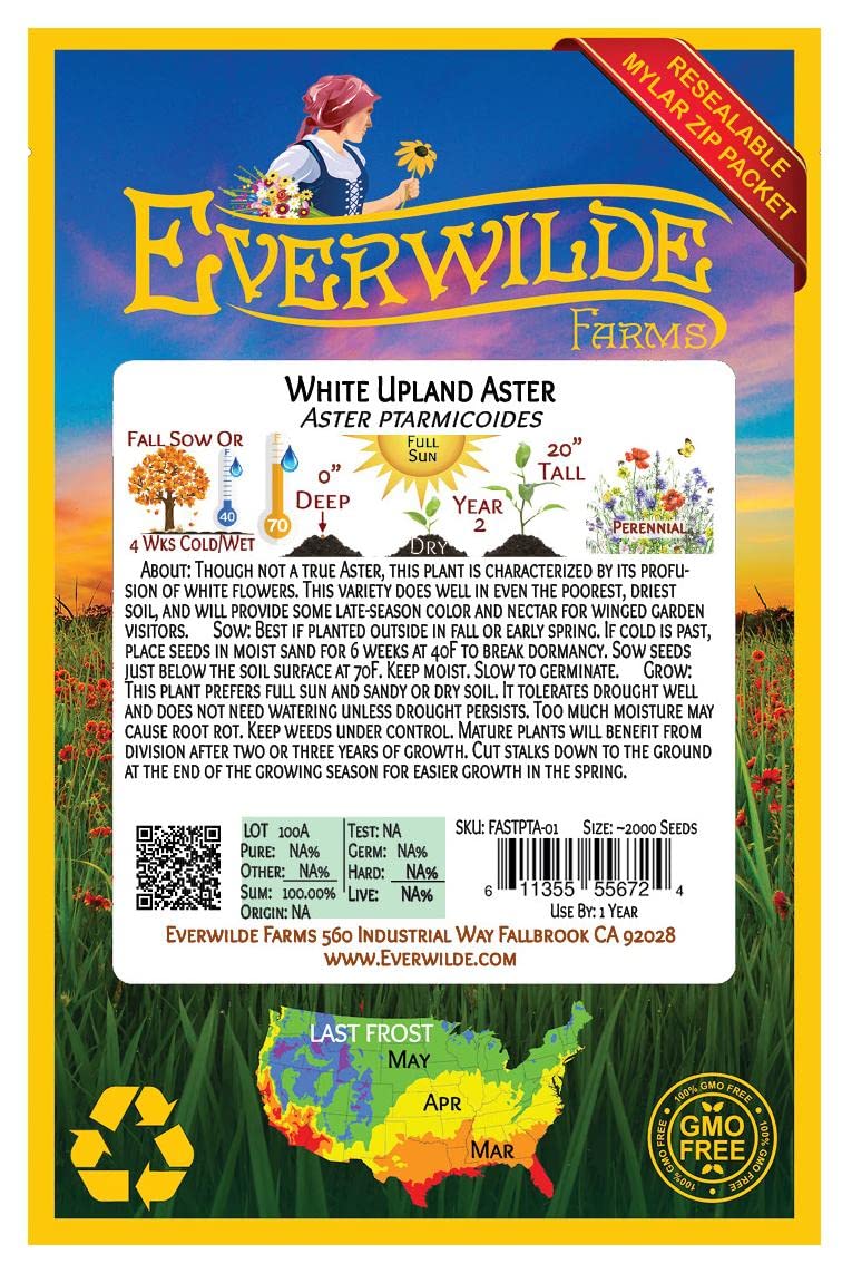Everwilde Farms - 2000 White Upland Aster Native Wildflower Seeds - Gold Vault Jumbo Seed Packet for Pollinator Gardens & Natural Landscaping