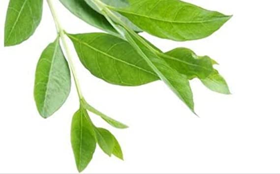 Natural Semi-Dry Henna Leaves for Body Art & Hair Dye - 50g Herbal Hair Care with Free 10g Tamarind | Safe for Men & Women | Perfect for DIY Mehndi Tattoos & Natural Hair Conditioning