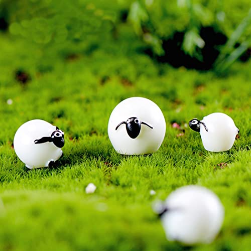 Sheep