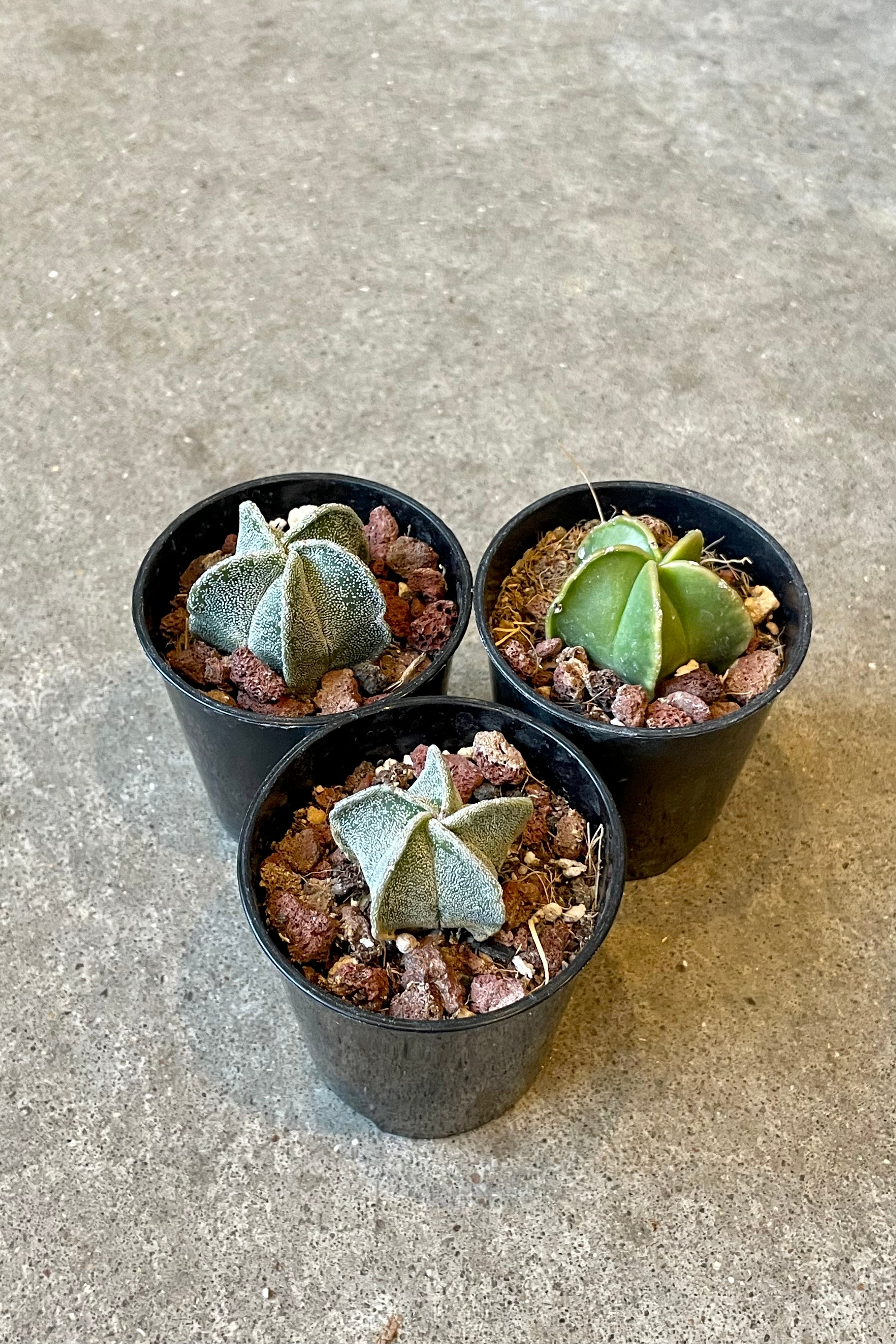 Bishop's Cap Cactus (Astrophytum myriostigma) - 2 Inch Live Rare Succulent Plant for Home Decor, Office Desk, or Gift